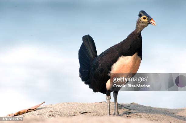 maleo (macrocephalon maleo) bird - sulawesi 個照片及圖片檔