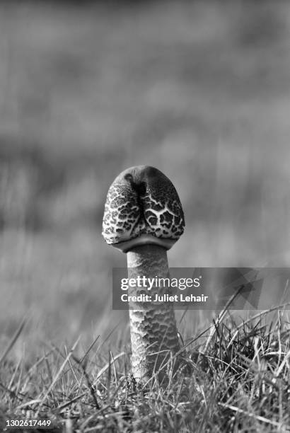 unopened parasol mushroom. - forma de falo fotografías e imágenes de stock