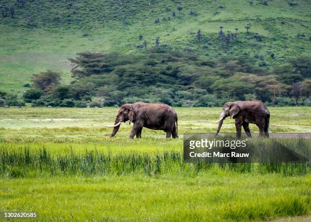 two elephants on the vast plains of the ngorongoro crater in tanzania, africa - elephant africa photos et images de collection