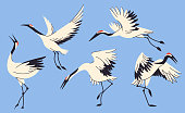 Crane birds collection isolated vector illustration.