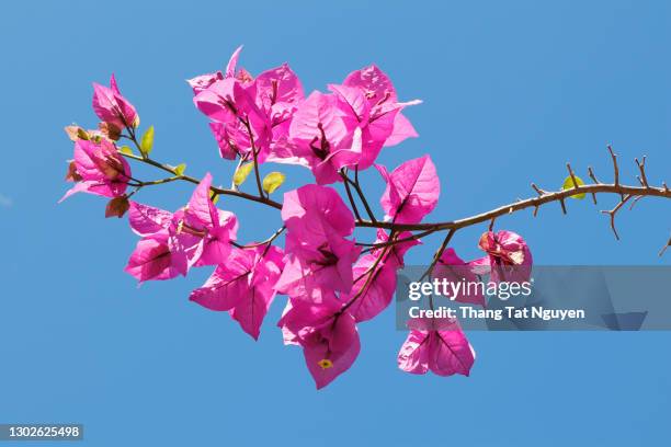 bougainvillea flower in sunlight - buganvília imagens e fotografias de stock