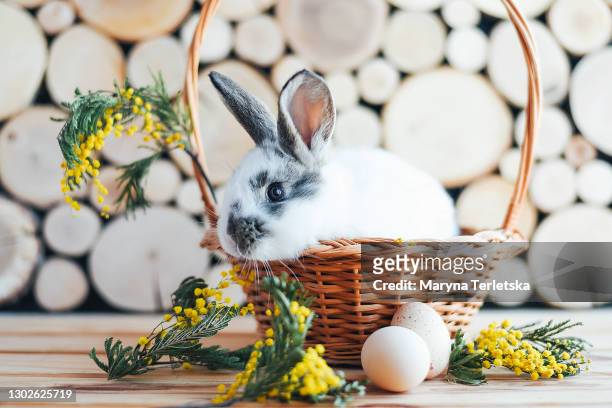 rabbit in a basket with mimosa sprigs. - easter bunny stock pictures, royalty-free photos & images