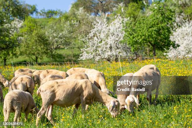 sheep in spring in the pasture - april 2020 stock pictures, royalty-free photos & images