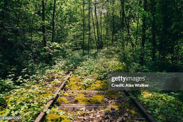 abandonded railway tracks in dense forest. - overgrown stock pictures, royalty-free photos & images