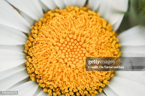 macro photography of the center of a daisy - pollen photos et images de collection