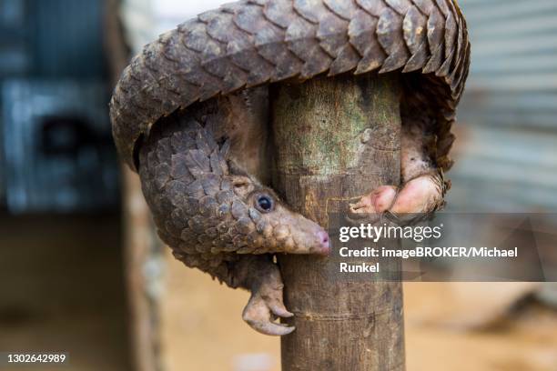 pangolin (pholidota) captured and for sale, kwanza norte, angola - pangolin stock pictures, royalty-free photos & images