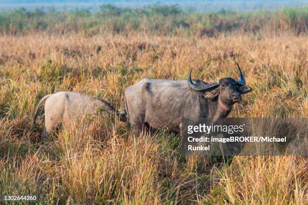 wild water buffalo (bubalus arnee) with baby, unesco world heritage site, kaziranga national park, assam, india - kaziranga national park stock-fotos und bilder