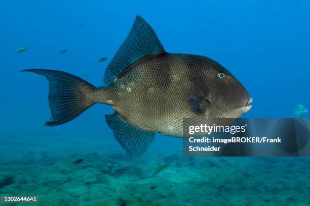 grey triggerfish (balistes capriscus), eastern atlantic, canary islands, spain - grey triggerfish ストックフォトと画像