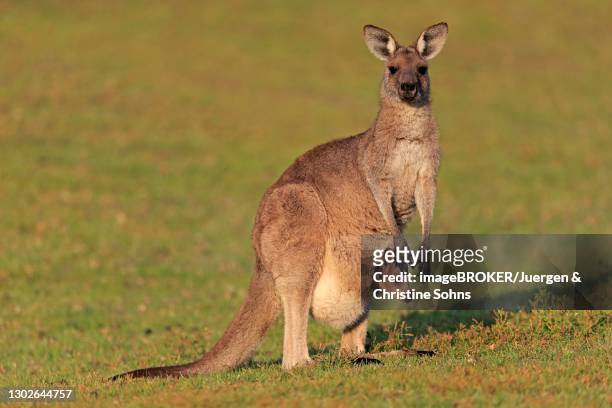 eastern giant grey kangaroo (macropus giganteus), adult, female, mother with young, in pouch, on grassland, social behaviour, maloney beach, new south wales - cub photos et images de collection