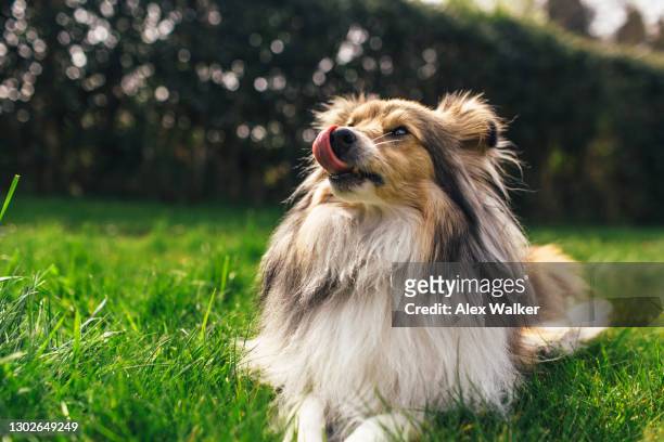 sheltie dog (shetland sheepdog) lying down on grass licking nose. - puppy lying down stock pictures, royalty-free photos & images
