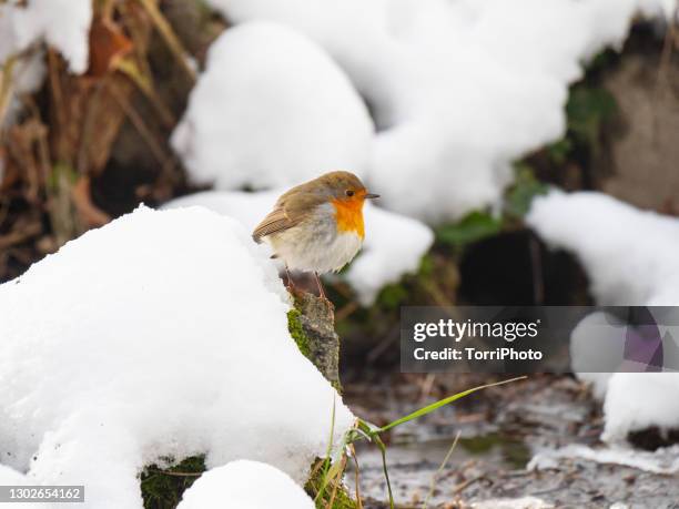 european robin on the snow - robin fotografías e imágenes de stock