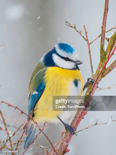 close-up of blue tit on the twig - yellow perch bildbanksfoton och bilder