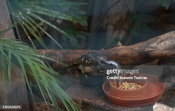 african grey hornbill eating - african grey hornbill stock pictures, royalty-free photos & images