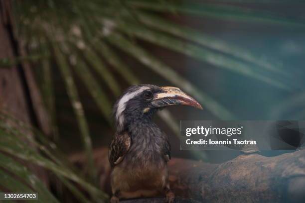 african grey hornbill - tockus nasutus - african grey hornbill stock pictures, royalty-free photos & images