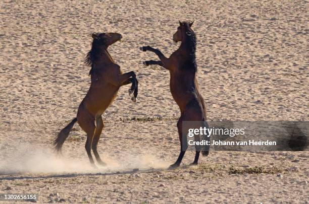 desert duel - dueling stock pictures, royalty-free photos & images
