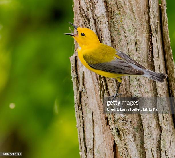 prothonotary warbler bird - warbler stock pictures, royalty-free photos & images