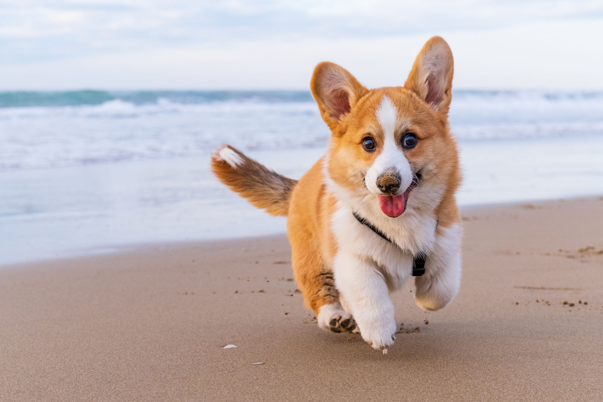 dog friendly beach