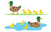 Duck and ducklings set