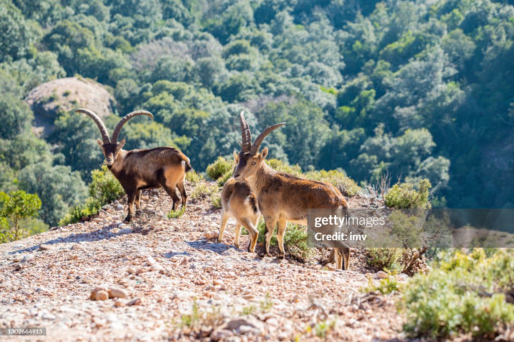 Capra pyrenaica hispanica - Montserrat