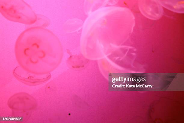 pink jellyfish - phosphorescence stock-fotos und bilder