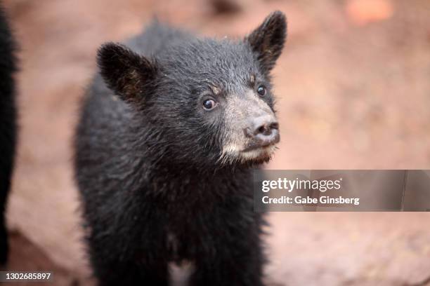 travel destination : bearizona in arizona - tier in gefangenschaft stock-fotos und bilder