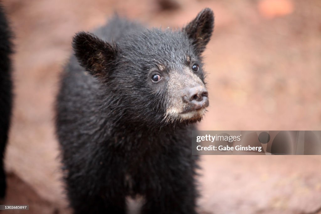 Travel Destination : Bearizona in Arizona