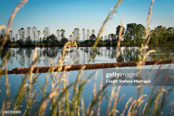 stagnant water with reflection of rice crops - vercelli stock-fotos und bilder