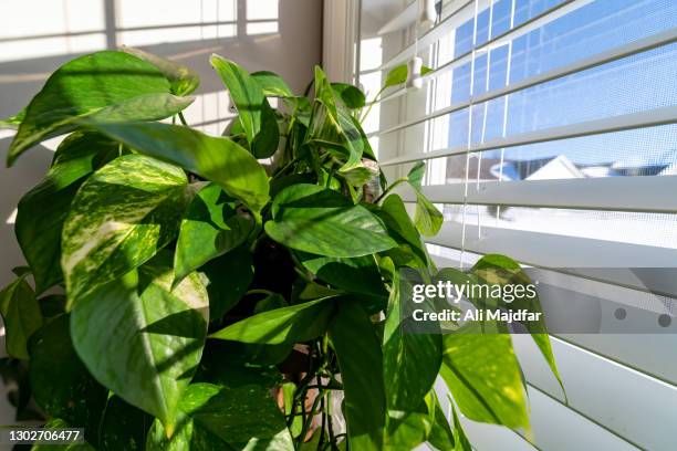 pothos - epipremnum stock pictures, royalty-free photos & images