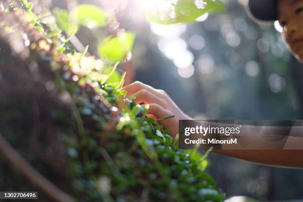 boy touching plants in woods - child climbing stock pictures, royalty-free photos & images