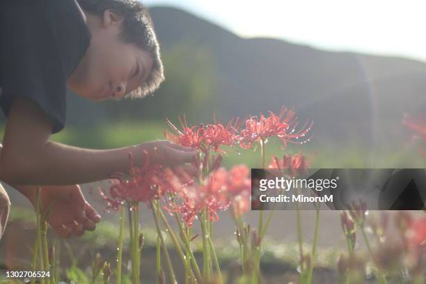 boy touching red flowers (spider lilies) - licorice flower stock pictures, royalty-free photos & images