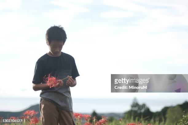 boy holding a red flower - licorice flower stock pictures, royalty-free photos & images