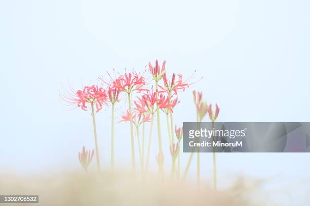 red flowers (spider lilies) - licorice flower stock pictures, royalty-free photos & images