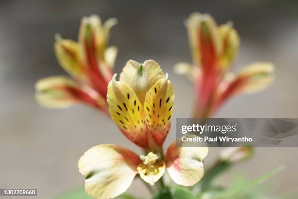 close up of ground orchid flower in bloom - calanthe discolor stock pictures, royalty-free photos & images