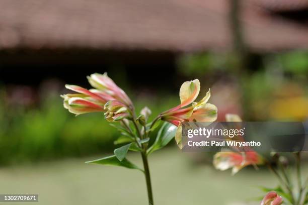 close up of ground orchid flower in bloom - calanthe discolor stock pictures, royalty-free photos & images