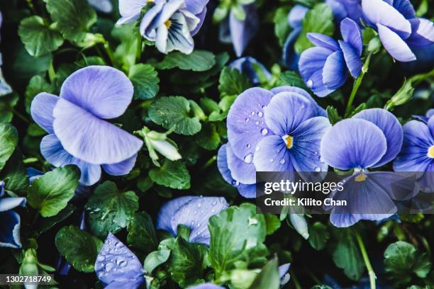 fresh pansy flowers - viola del pensiero foto e immagini stock