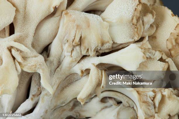 maitake close-up - maitake mushroom stock pictures, royalty-free photos & images