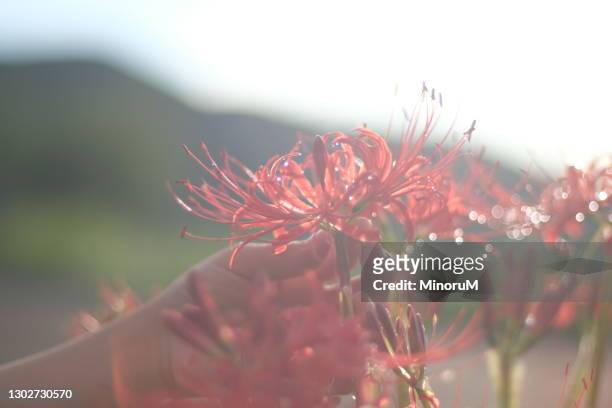 close up hand touching red flowers (spider lilies) - licorice flower stock pictures, royalty-free photos & images