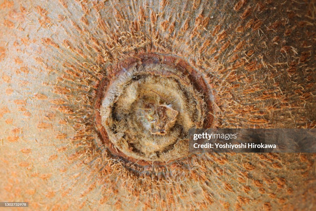 Close-up of surface of kiwi
