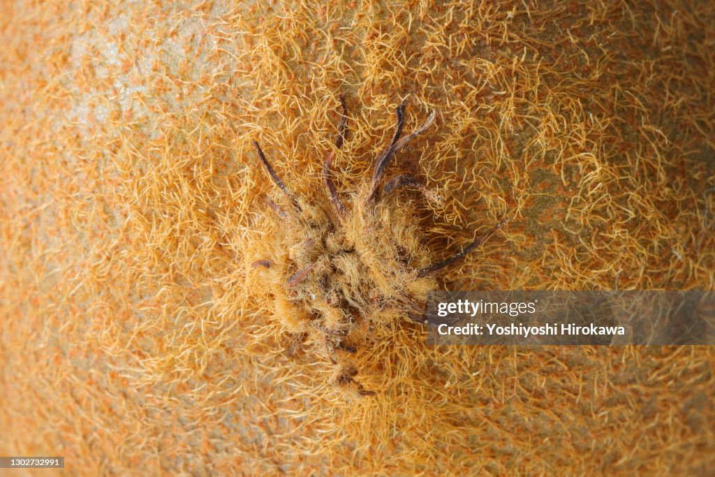 Close-up of surface of kiwi