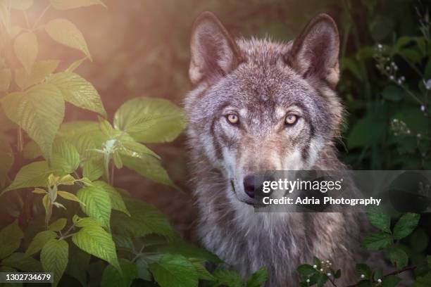 gorgeous gray wolf posing against lush foliage - lobo fotografías e imágenes de stock