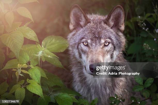 gorgeous gray wolf posing against lush foliage - 狼 野狗 個照片及圖片檔
