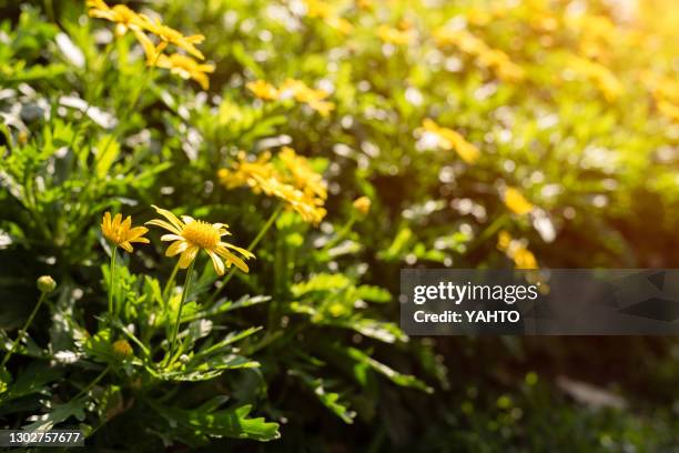 chrysanthemums in full bloom in the sun - garden coreopsis flowers stock pictures, royalty-free photos & images