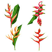 Different types of tropical flowers Heliconia. Heliconia bihai, rostrata and others. Blooming tropical floral. For wedding invitations and greeting cards. Vector illustrations.