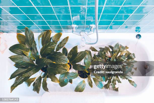 indoor plants in a bathtub from above - bathroom pot plant stock pictures, royalty-free photos & images