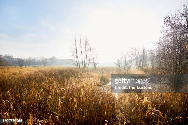 idyllic landscape and marsh in nature reserve in winter - schilf stock-fotos und bilder