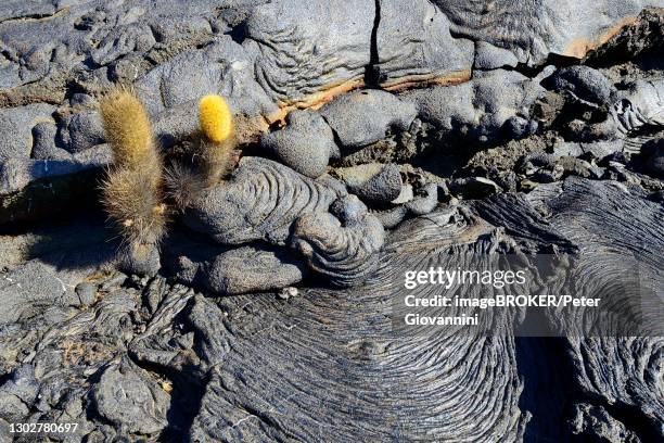 lava cactus (brachycereus nesioticus) in a lava field, sullivan bay, santiago island, galapagos, ecuador - lava cacti brachycereus nesioticus stock pictures, royalty-free photos & images