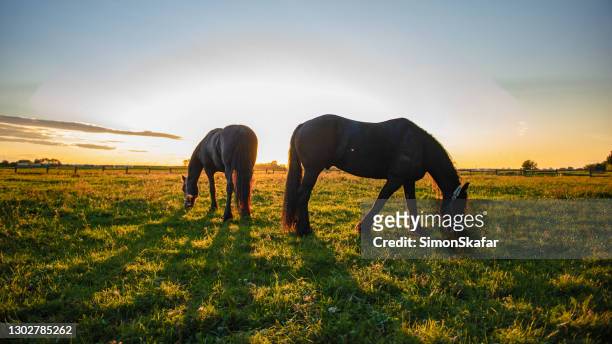 paarden die op gras weiden - grazen stockfoto's en -beelden