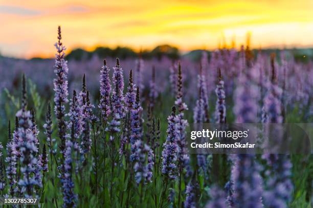 view of lavender flowers in field - lavender coloured stock pictures, royalty-free photos & images