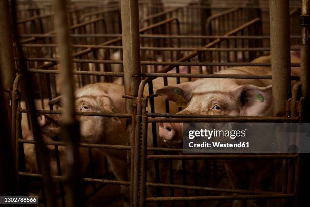 pigs looking away in pen - pocilga imagens e fotografias de stock