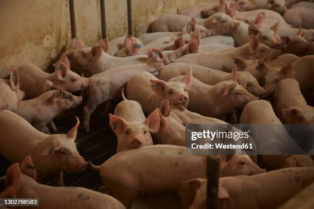 piglets in pen - varkenshok stockfoto's en -beelden